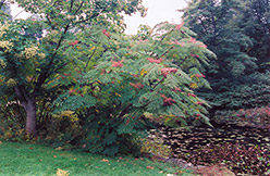 Japanese Angelica Tree (Aralia elata) at Lurvey Garden Center