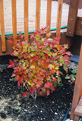 Compact Highbush Cranberry (Viburnum trilobum 'Compactum') at Lurvey Garden Center