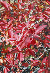 Witherod Viburnum (Viburnum cassinoides) at Lurvey Garden Center