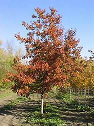 Ventura Maple (Acer 'Ventura') at Lurvey Garden Center