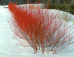 Cardinal Dogwood (Cornus sericea 'Cardinal') at Lurvey Garden Center