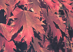 Firefall Maple (Acer x freemanii 'Firefall') at Lurvey Garden Center