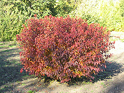 Atomic Amur Maple (Acer ginnala 'Durglobe') at Lurvey Garden Center