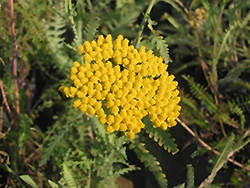 Schwellenburg Yarrow (Achillea millefolium 'Schwellenberg') at Lurvey Garden Center