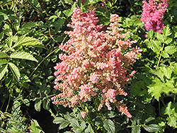 Country and Western Astilbe (Astilbe 'Country And Western') at Lurvey Garden Center