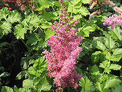 Stand and Deliver Astilbe (Astilbe 'Stand and Deliver') at Lurvey Garden Center