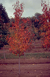 Beethoven Amur Maple (Acer ginnala 'Beethoven') at Lurvey Garden Center