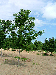 Fiddler's Creek Sugar Maple (Acer saccharum 'Fidcrezam') at Lurvey Garden Center