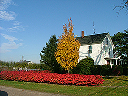 Fireball Red Maple (Acer rubrum 'Firzam') at Lurvey Garden Center