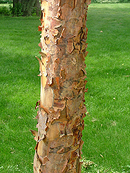Gingerbread Paperbark Maple (Acer 'Gingerbread (clump)') at Lurvey Garden Center