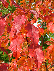 Mozart Amur Maple (Acer ginnala 'Mozam') at Lurvey Garden Center
