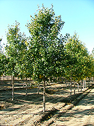 St. Gregory Hedge Maple (Acer campestre 'Stgrezam') at Lurvey Garden Center