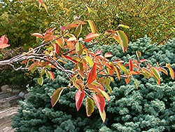 Tradition Serviceberry (Amelanchier canadensis 'Trazam') at Lurvey Garden Center