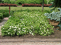 Muskingum Gray Dogwood (Cornus racemosa 'Muszam') at Lurvey Garden Center
