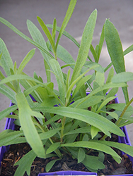 Russian Tarragon (Artemisia dracunculoides) at Lurvey Garden Center