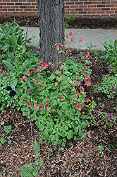 Wild Red Columbine (Aquilegia canadensis) at Lurvey Garden Center