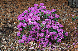 Compact P.J.M. Rhododendron (Rhododendron 'P.J.M. Compact') at Lurvey Garden Center