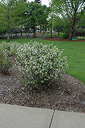 Black Chokeberry (Aronia melanocarpa var. elata) at Lurvey Garden Center
