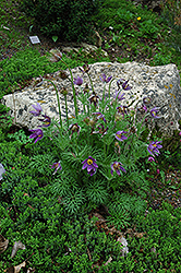 Pasqueflower (Pulsatilla vulgaris) at Lurvey Garden Center