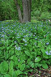Virginia Bluebells (Mertensia virginica) at Lurvey Garden Center