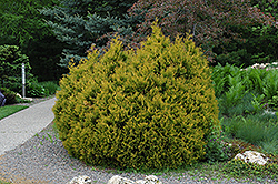 Rheingold Arborvitae (Thuja occidentalis 'Rheingold') at Lurvey Garden Center