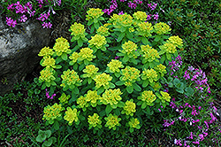 Cushion Spurge (Euphorbia polychroma) at Lurvey Garden Center
