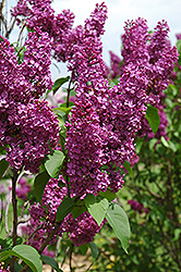 Ludwig Spaeth Lilac (Syringa vulgaris 'Ludwig Spaeth') at Lurvey Garden Center