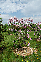 Montaigne Lilac (Syringa vulgaris 'Montaigne') at Lurvey Garden Center