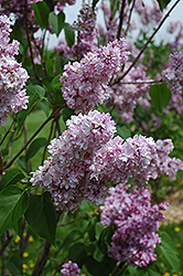 Montaigne Lilac (Syringa vulgaris 'Montaigne') at Lurvey Garden Center