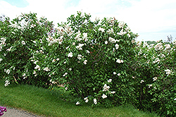 Edith Cavell Lilac (Syringa vulgaris 'Edith Cavell') at Lurvey Garden Center