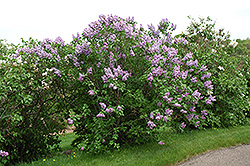 Michel Buchner Lilac (Syringa vulgaris 'Michel Buchner') at Lurvey Garden Center