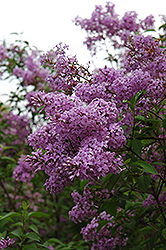 Chinese Lilac (Syringa x chinensis) at Lurvey Garden Center