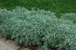 Silver Frost Artemisia (Artemisia ludoviciana 'Silver Frost') at Lurvey Garden Center