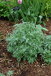 Lambrook Silver Artemisia (Artemisia absinthium 'Lambrook Silver') at Lurvey Garden Center