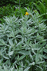 Valerie Finnis Artemisia (Artemisia ludoviciana 'Valerie Finnis') at Lurvey Garden Center