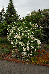 Mme. Lemoine Lilac (Syringa vulgaris 'Mme. Lemoine') at Lurvey Garden Center