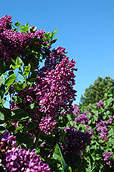 Arch McKean Lilac (Syringa vulgaris 'Arch McKean') at Lurvey Garden Center