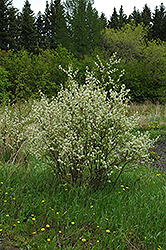 Honeywood Saskatoon (Amelanchier alnifolia 'Honeywood') at Lurvey Garden Center