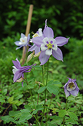 Swan Blue and White Columbine (Aquilegia 'Swan Blue and White') at Lurvey Garden Center