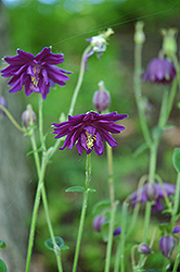 Dark Purple Barlow Columbine (Aquilegia vulgaris 'Dark Purple Barlow') at Lurvey Garden Center