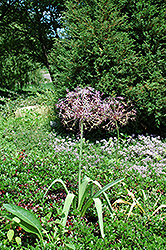 Star Of Persia Onion (Allium christophii) at Lurvey Garden Center