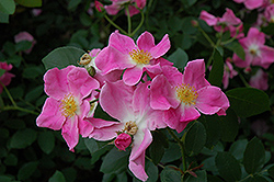 Nearly Wild Rose (Rosa 'Nearly Wild') at Lurvey Garden Center