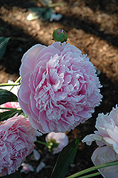 Shirley Temple Peony (Paeonia 'Shirley Temple') at Lurvey Garden Center