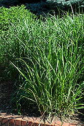 Switch Grass (Panicum virgatum) at Lurvey Garden Center