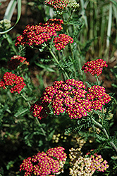Fanal Yarrow (Achillea millefolium 'Fanal') at Lurvey Garden Center