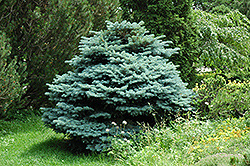 Globe Blue Spruce (Picea pungens 'Globosa') at Lurvey Garden Center