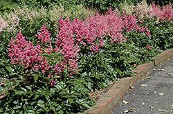 Rheinland Astilbe (Astilbe japonica 'Rheinland') at Lurvey Garden Center