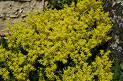 Golden Moss Stonecrop (Sedum acre) at Lurvey Garden Center
