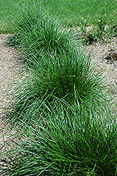 Tufted Hair Grass (Deschampsia cespitosa) at Lurvey Garden Center