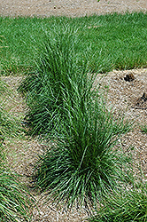 Schottland Hair Grass (Deschampsia cespitosa 'Schottland') at Lurvey Garden Center